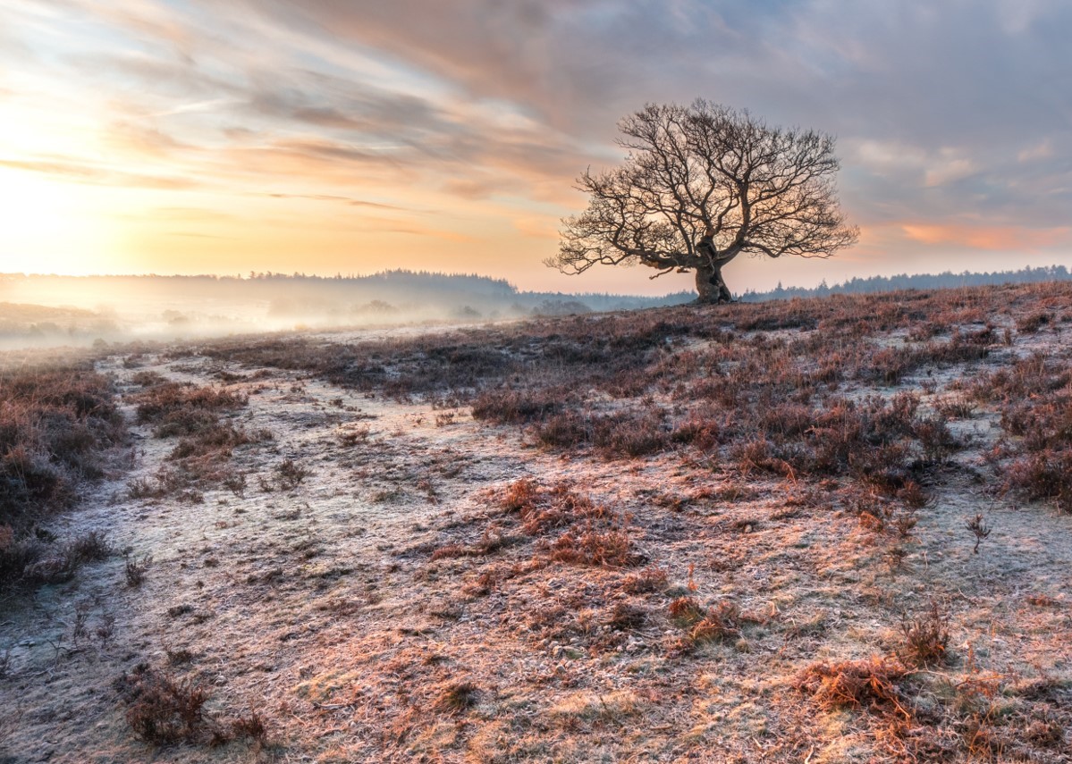 Fritham Cross, The New Forest